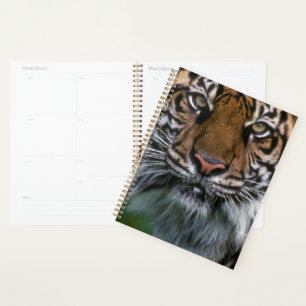 Tiger Head and Face Planer