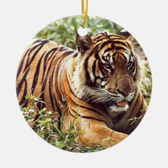 Tiger Holiday Ornament (Vorne)