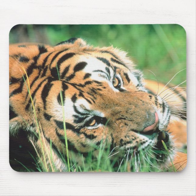 Tiger im Gras liegen Mousepad (Vorne)