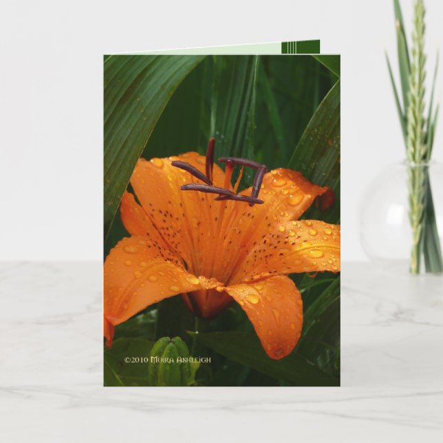 Tiger im Grün Karte (Vorderseite)