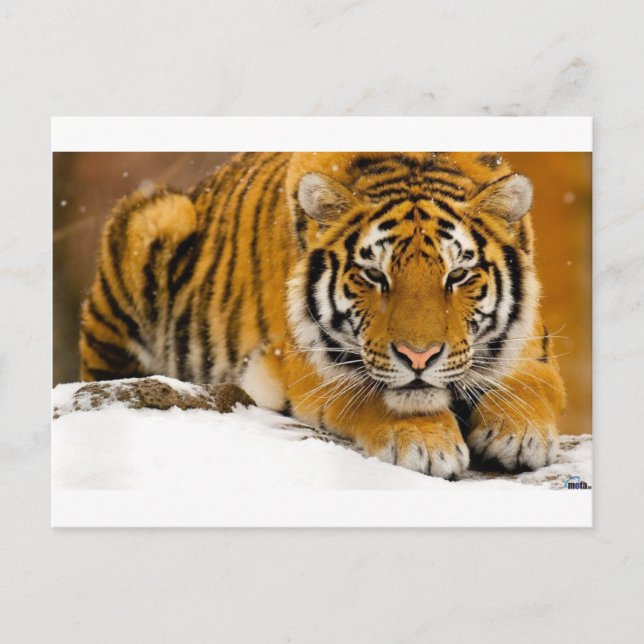 Tiger im Schnee bereit anzugreifen Postkarte (Vorderseite)