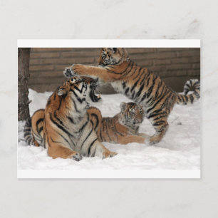 Tiger im Schnee Postkarte