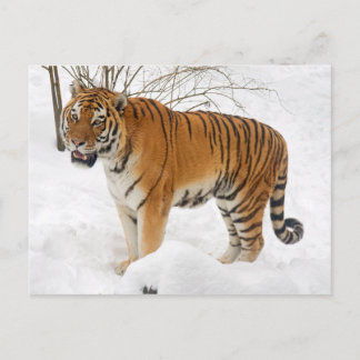 Tiger im Schnee Postkarte