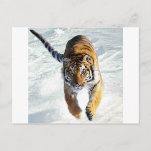Tiger im Schnee Postkarte