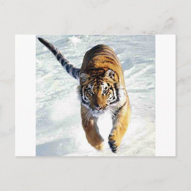 Tiger im Schnee Postkarte (Vorderseite)