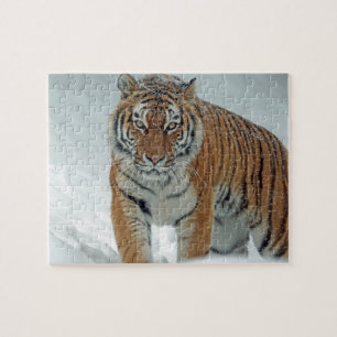 Tiger im Schnee Puzzle