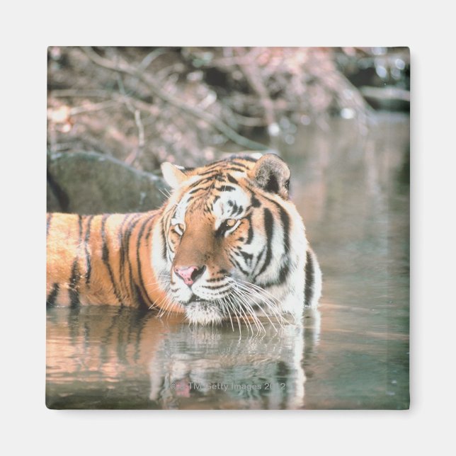 Tiger im Strom Magnet (Vorne)