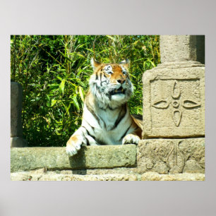 Tiger im Tempel Poster