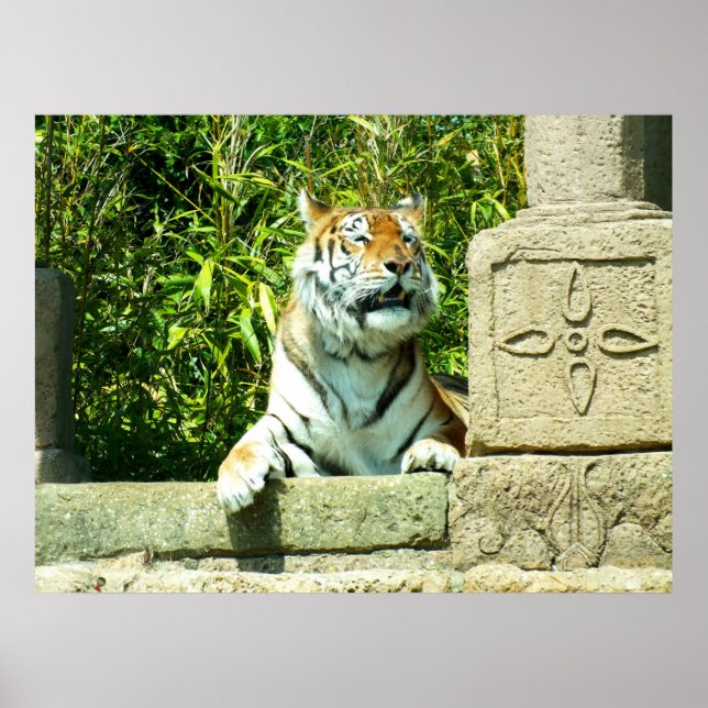 Tiger im Tempel Poster (Vorne)