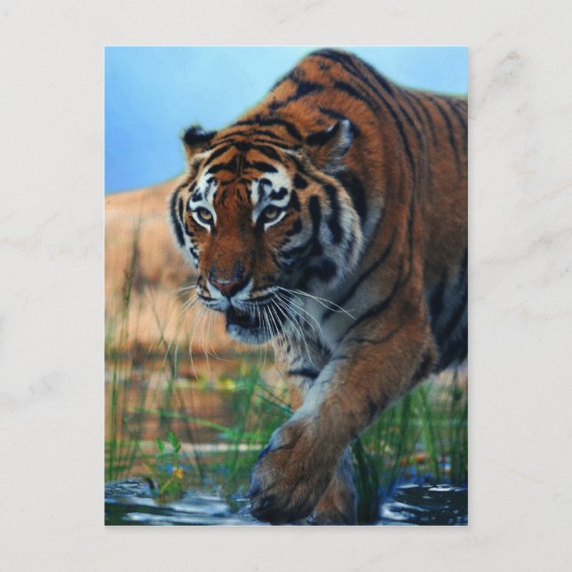 Tiger im Wasser Postkarte (Vorderseite)