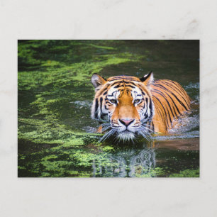 Tiger im Wasser Postkarte