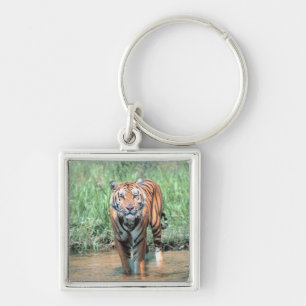 Tiger im Wasser Schlüsselanhänger