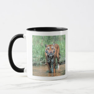 Tiger im Wasser Tasse