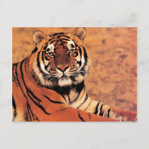 Tiger im Wilden Foto auf Karten, T-Shirts, Geschen Postkarte