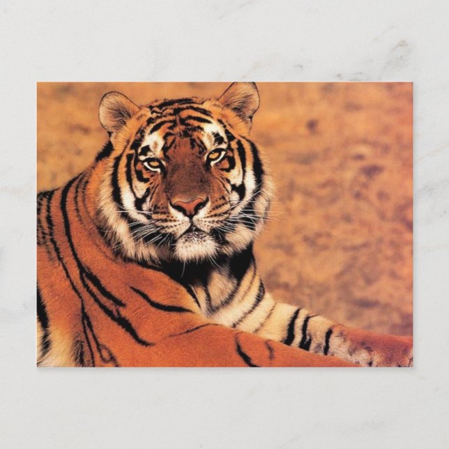 Tiger im Wilden Foto auf Karten, T-Shirts, Geschen Postkarte (Vorderseite)