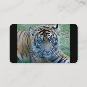 Tiger-Image-Visitenkarten Visitenkarte