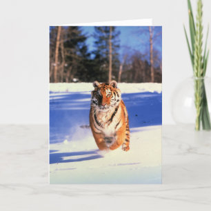 Tiger in schneefarbenem Foto Grußkarte Karte