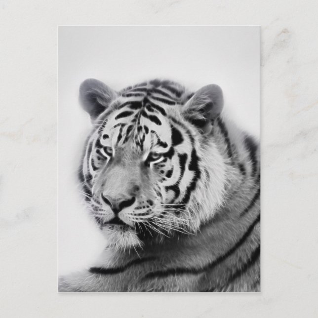 Tiger in Schwarz und Weiß Postkarte (Vorderseite)
