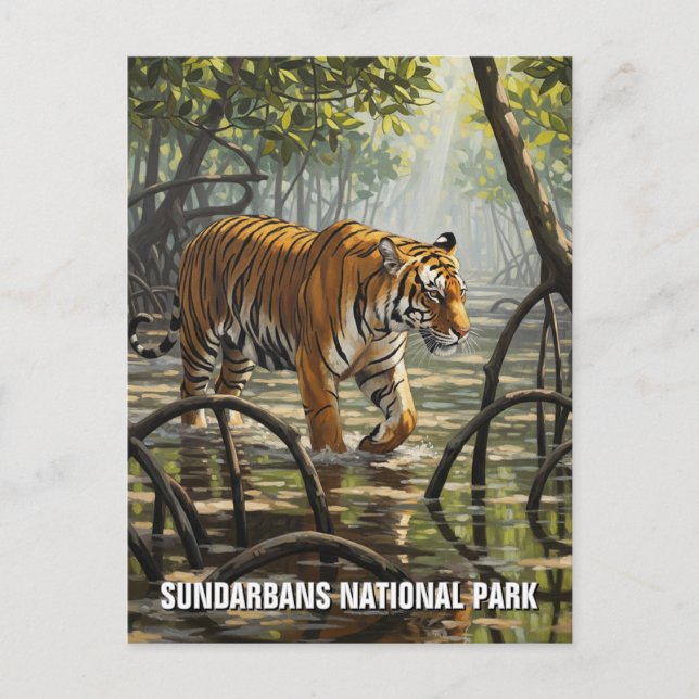 Tiger in Sundarbans National Park Indien Postkarte (Vorderseite)