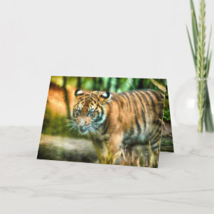 TIGER JUGEND DER NATION SUMATRA KARTE