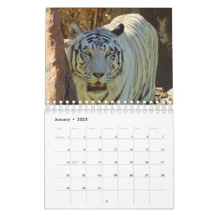Tiger Kalender