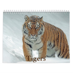 Tiger-Kalender Kalender