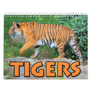 Tiger-Kalender Kalender