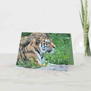 Tiger Karte