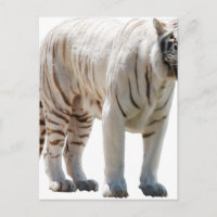 Tiger-Katzenstreifen personalisieren Gänseblümchen
