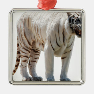 Tiger-Katzenstreifen personalisieren Gänseblümchen Silbernes Ornament