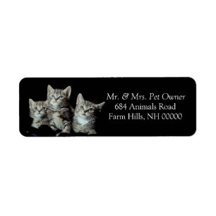 Tiger Kittens Rücksendeadresse Stickers Labels