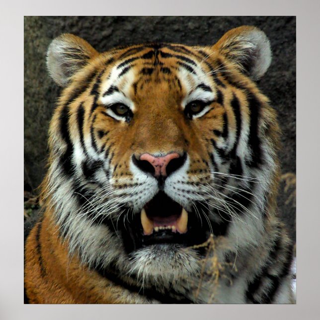 Tiger - Komm her und sag das! Poster (Vorne)