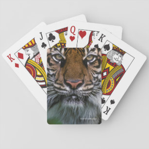 Tiger-Kopf und Gesicht Spielkarten