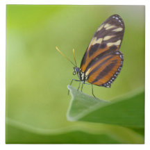 Tiger-Langflügel-Schmetterling