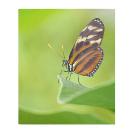 Tiger Langschwingenschmetterling