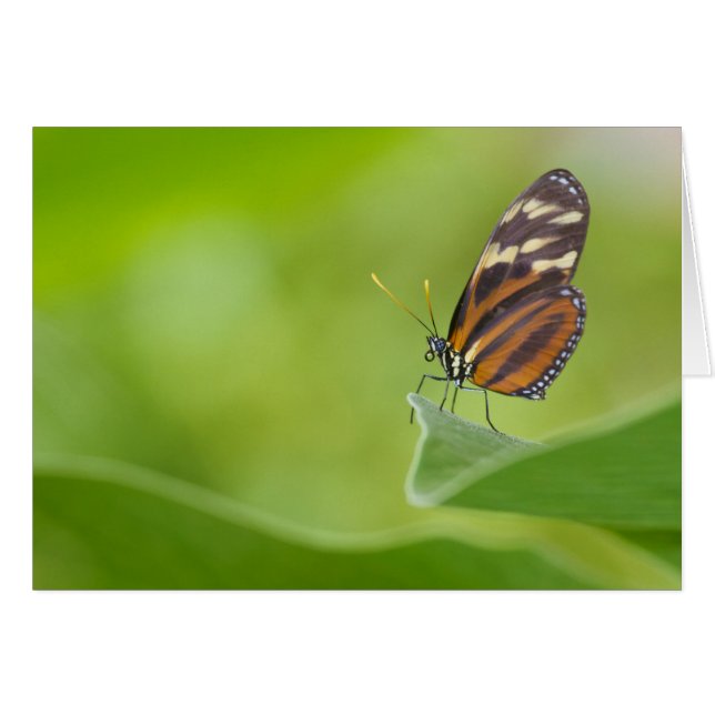 Tiger Langschwingenschmetterling (Vorderseite (Horizontal))
