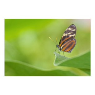 Tiger Langschwingenschmetterling Fotodruck