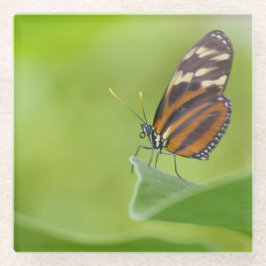 Tiger Langschwingenschmetterling Glasuntersetzer
