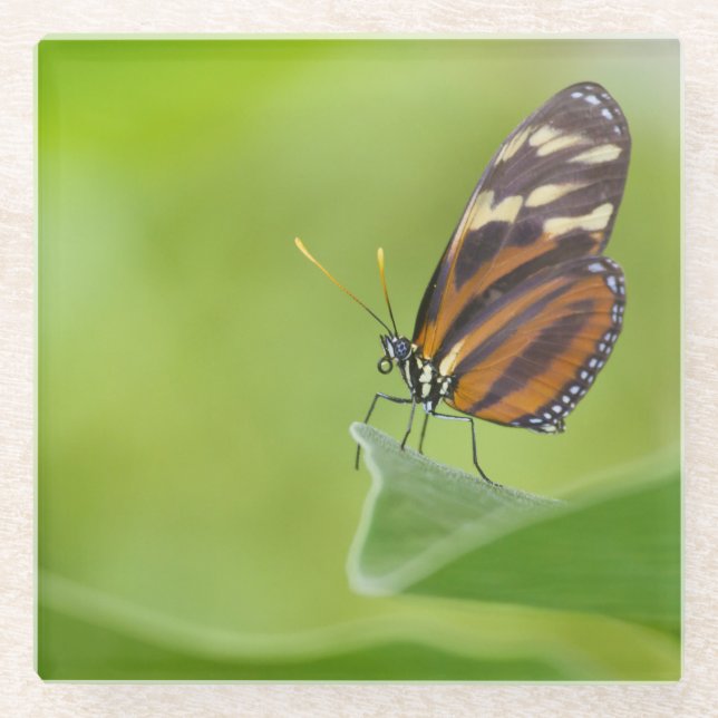 Tiger Langschwingenschmetterling Glasuntersetzer (Vorderseite)