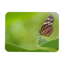 Tiger Langschwingenschmetterling Magnet