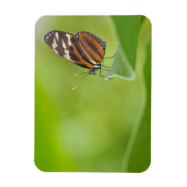 Tiger Langschwingenschmetterling Magnet