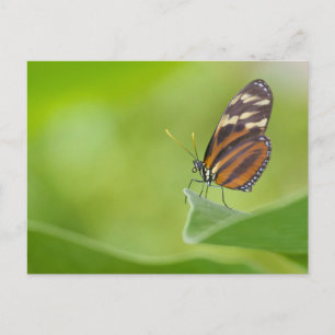 Tiger Langschwingenschmetterling Postkarte