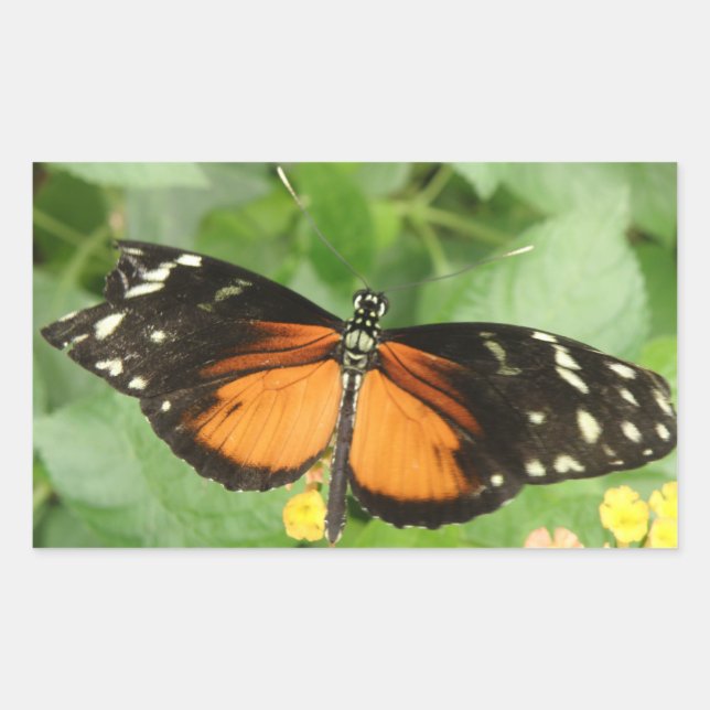 Tiger Langwing Butterfly Stickers (Vorderseite)