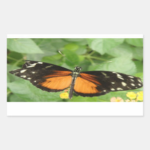 Tiger Langwing Butterfly Stickers