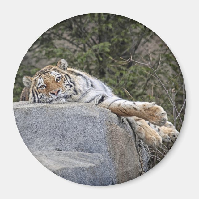 Tiger "Lazy Day" Magnet (Vorne)
