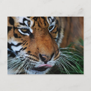 Tiger leckt seine Lippen Postkarte