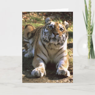 Tiger-leere Karte