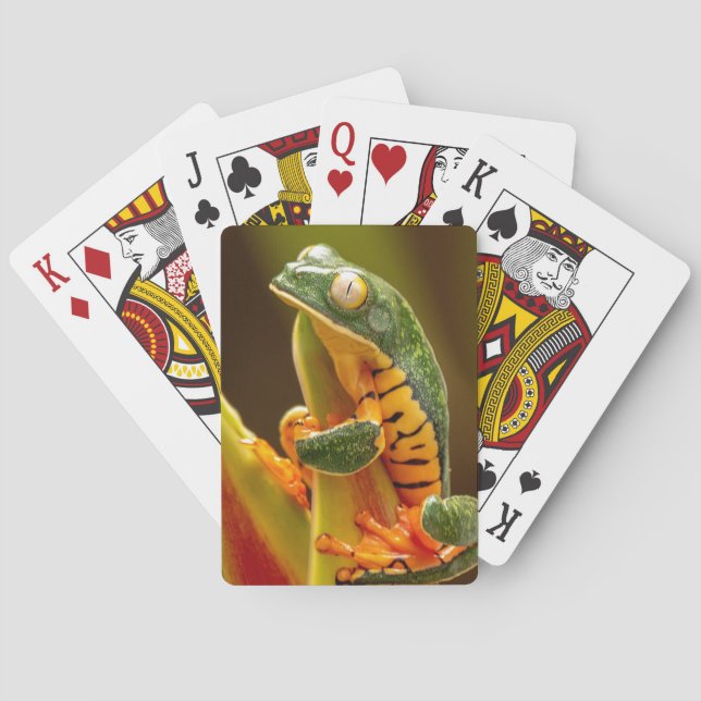 Tiger-Leg-Affenfrosch Spielkarten (Rückseite)