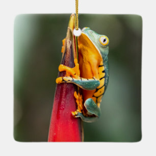 Tiger Leged Monkey Tree Frog Green Orange Keramikornament