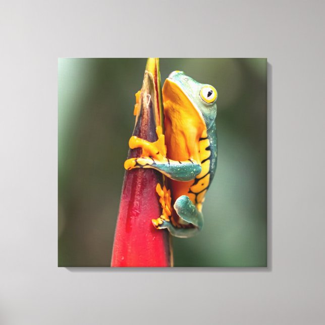 Tiger Leged Monkey Tree Frog Green Orange Leinwanddruck (Vorderseite)